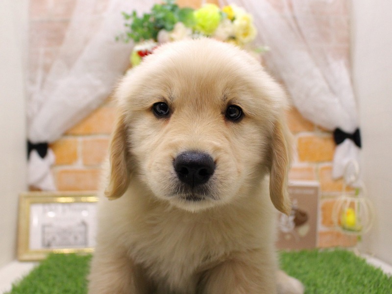 ゴールデンレトリバー26-0064