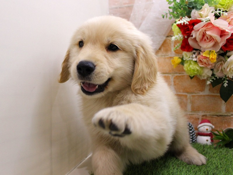 ゴールデンレトリバー26-0064