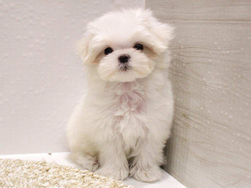 マルチーズ26-0016