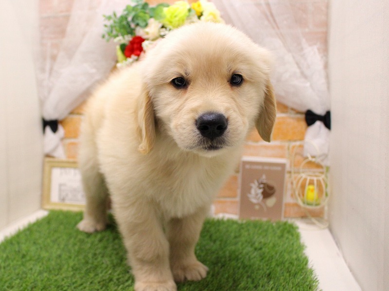 ゴールデンレトリバー26-0064