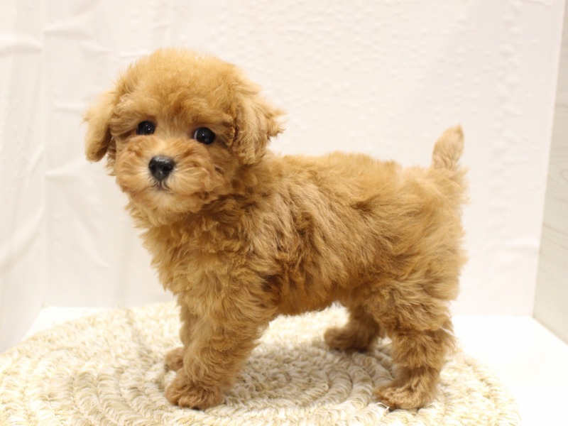 トイプードル26-0027