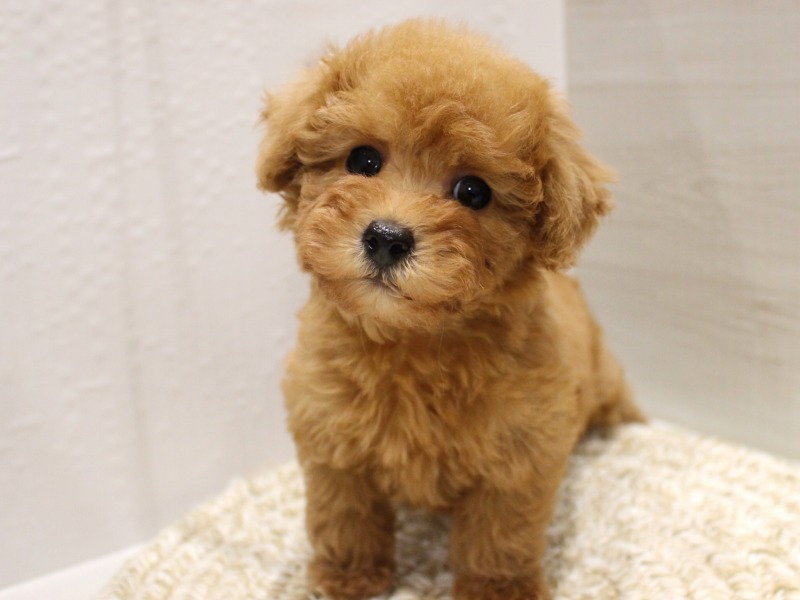 トイプードル26-0027