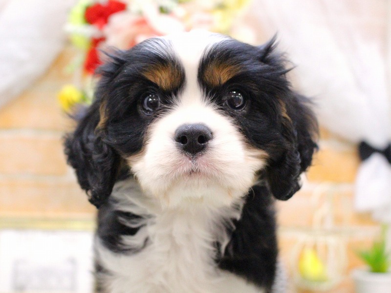 キャバリアキングチャールズスパニエル25-0007