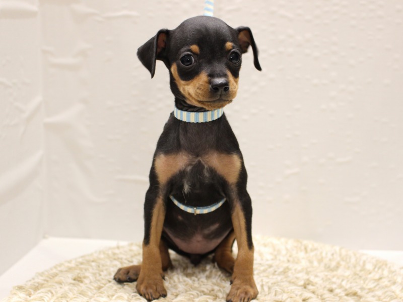 ミニチュアピンシャー26-0080