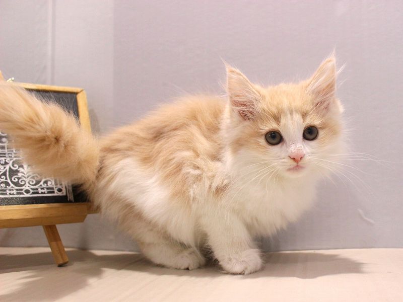 ノルウェージャンフォレストキャット25-1290