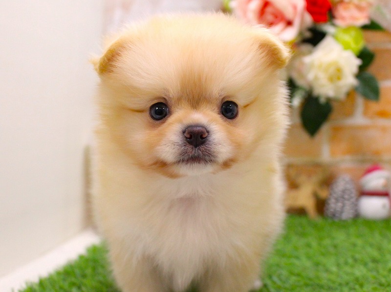 ポメラニアン26-0094