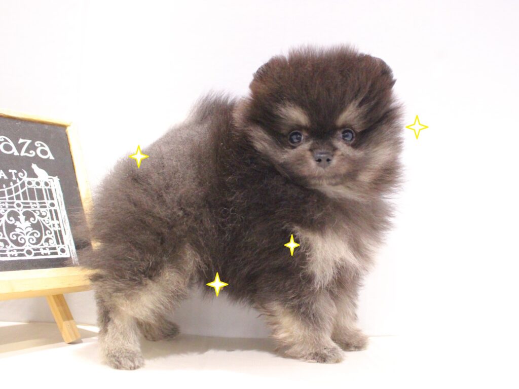 一時閉館に伴う最終営業日のお知らせ