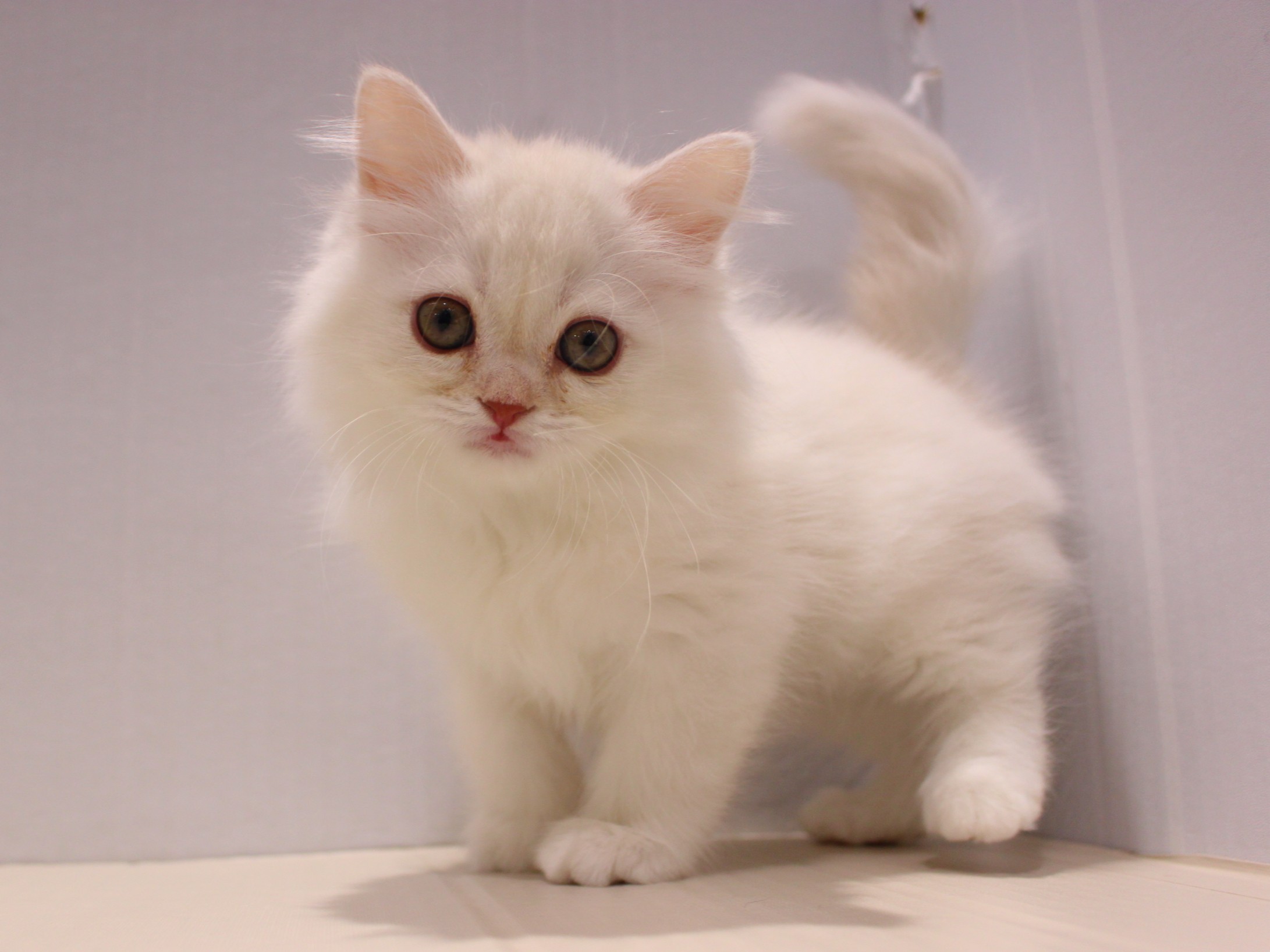 スコティッシュストレート26-0023