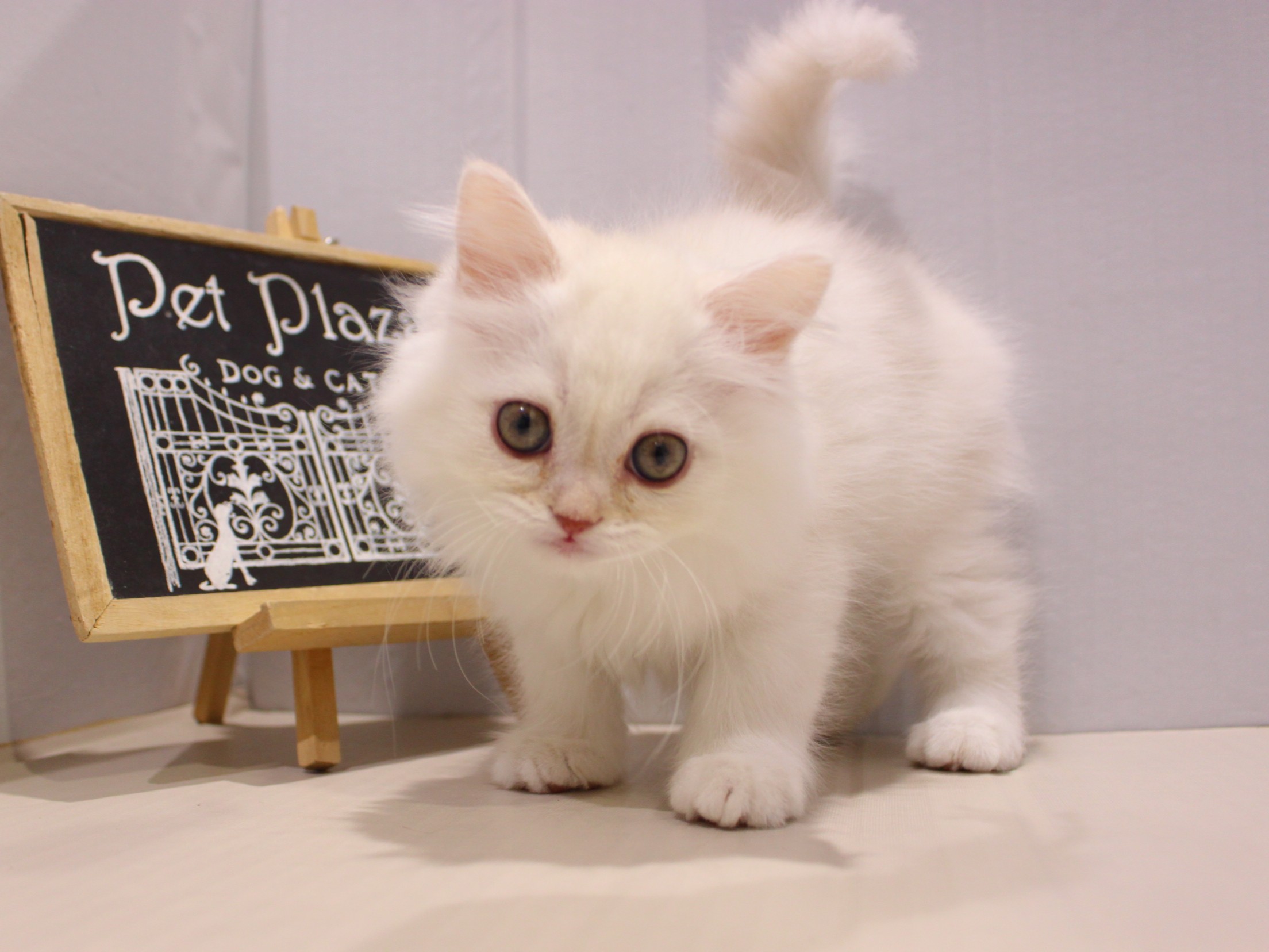 スコティッシュストレート26-0023