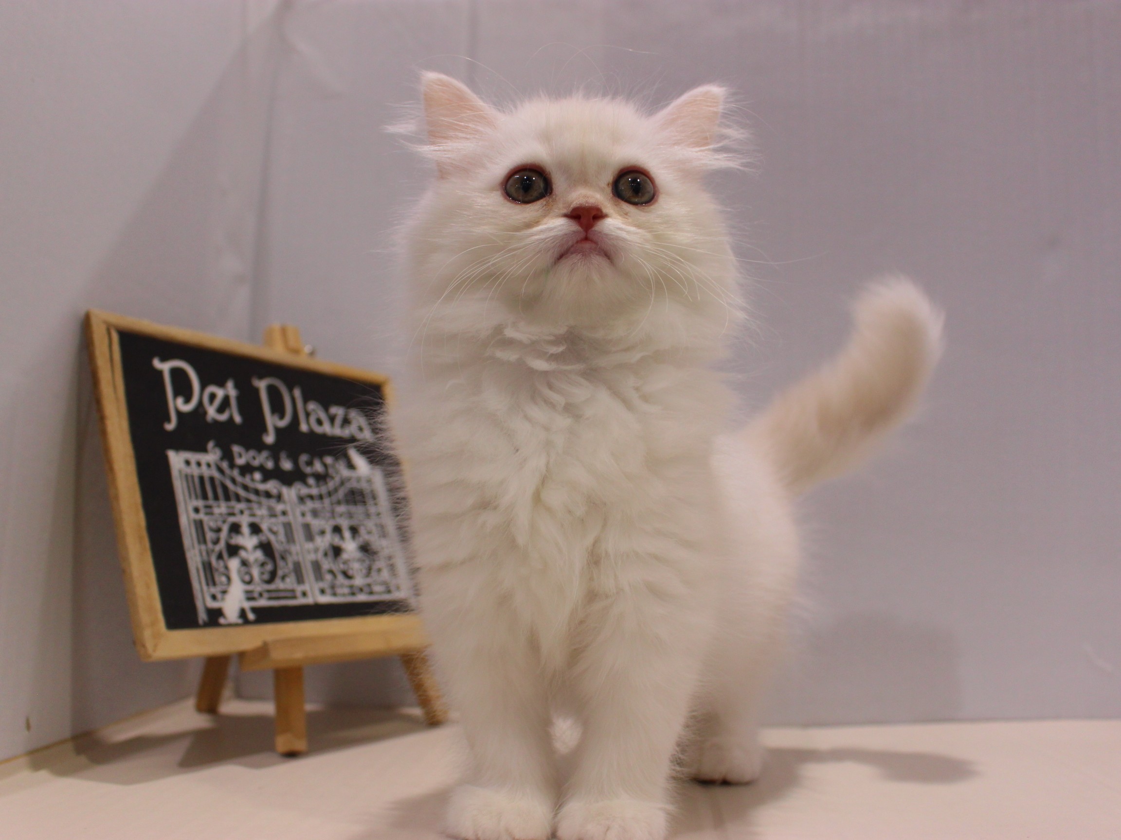 スコティッシュストレート26-0023