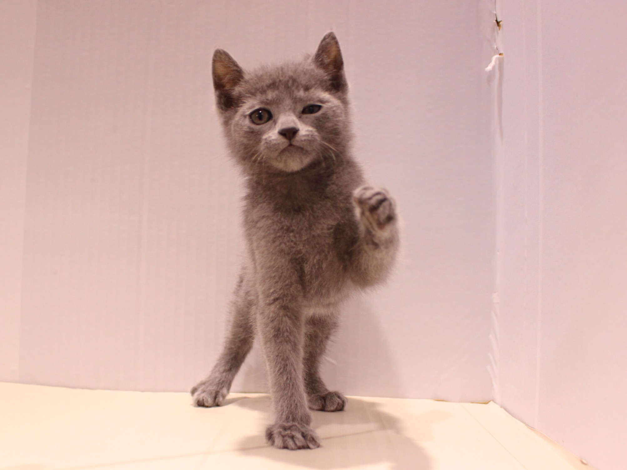 ロシアンブルー26-0017