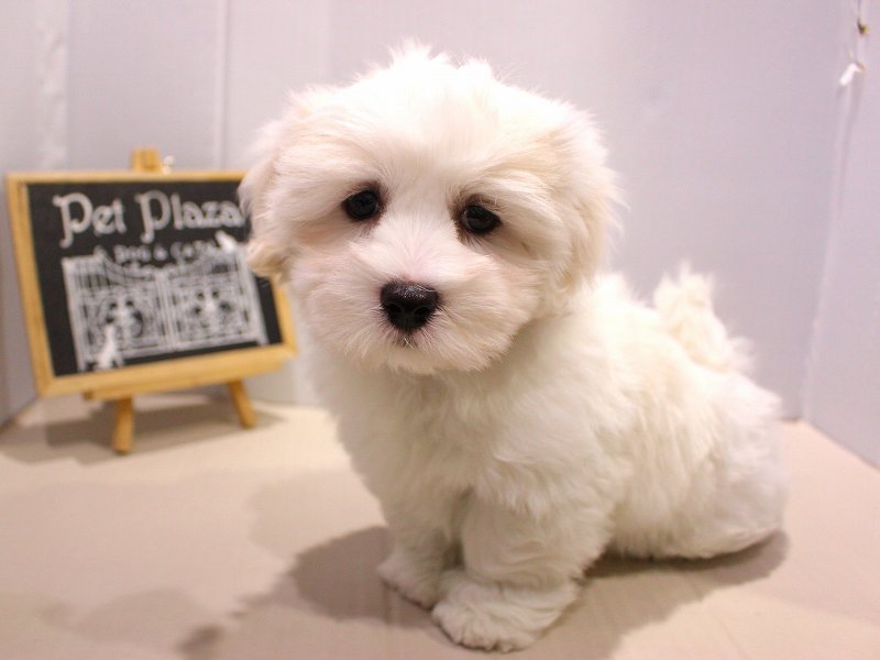 コトンドテュレアール　26-0002