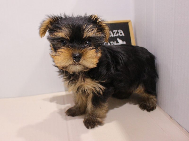 ヨークシャーテリア26-0005