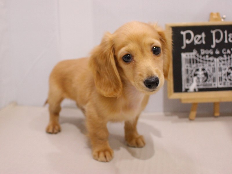 ミニチュアダックスフンド26-0077