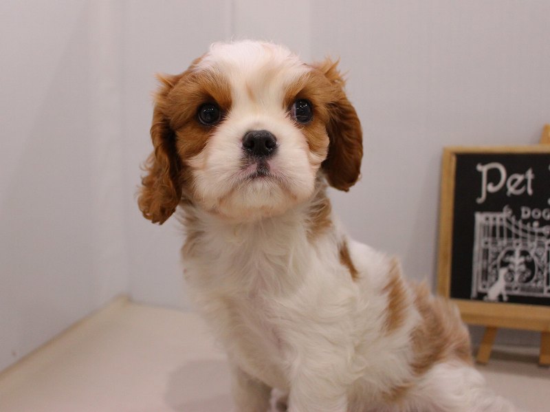 キャバリアキングチャールズスパニエル26-0009