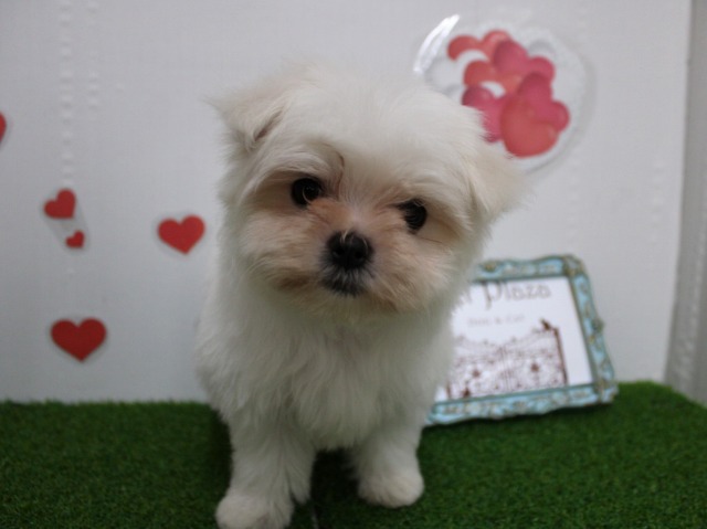 マルチーズ25-1357