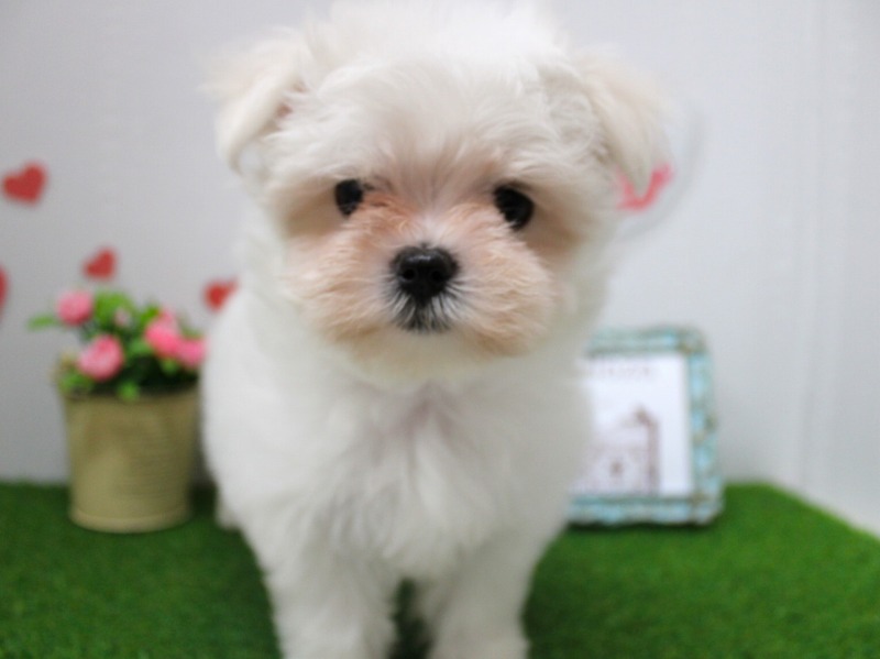 マルチーズ25-1357