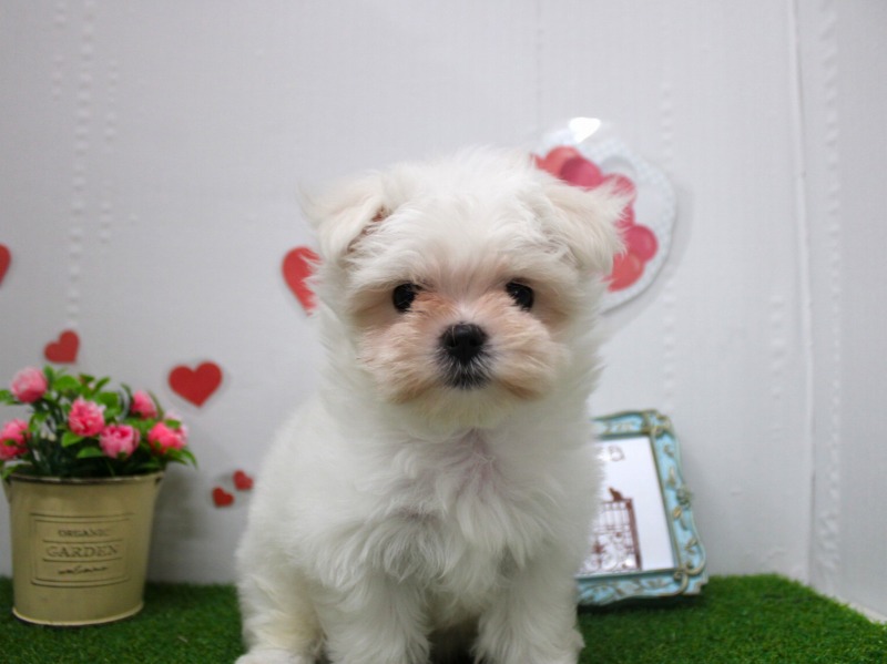 マルチーズ25-1357