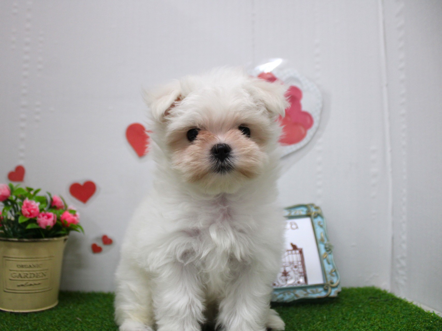 マルチーズ25-1357