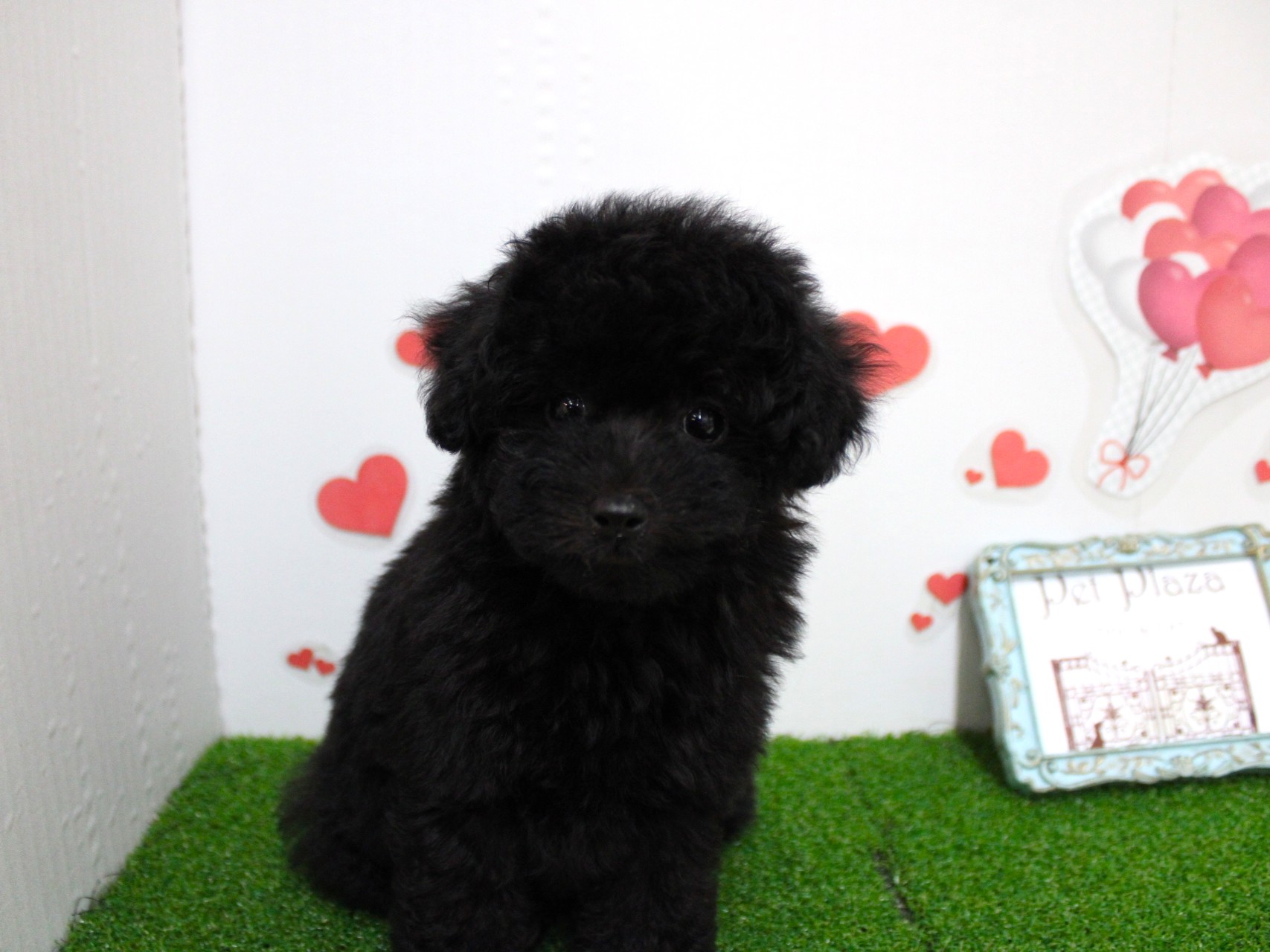 トイプードル26-0073