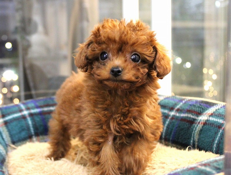 今日のアイドル🎶