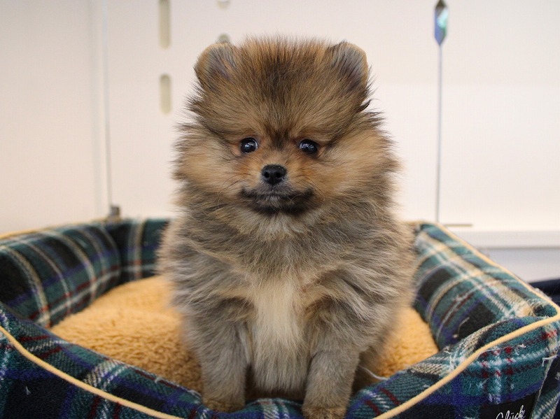 ポメラニアン26-0070