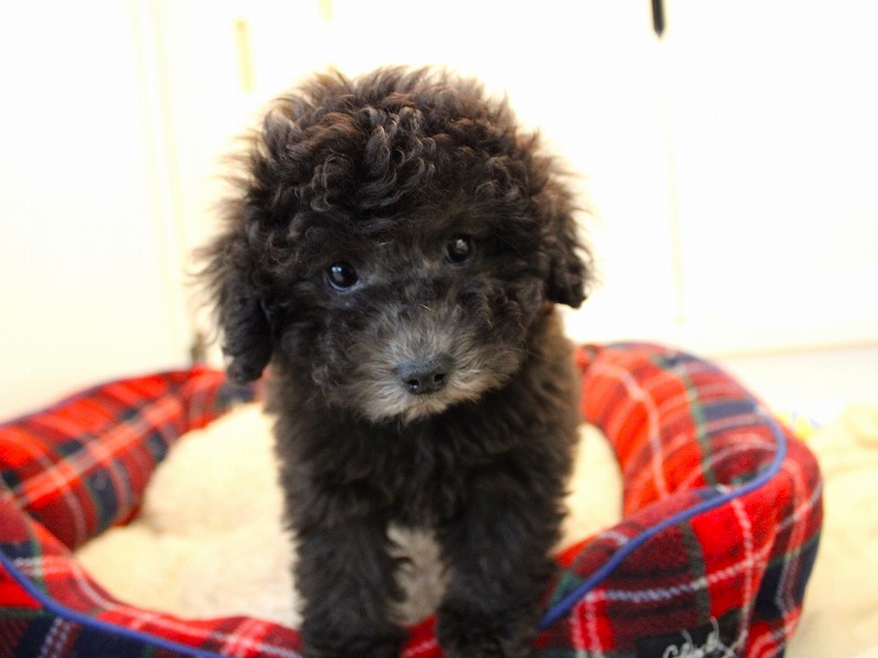 トイプードル26-0074