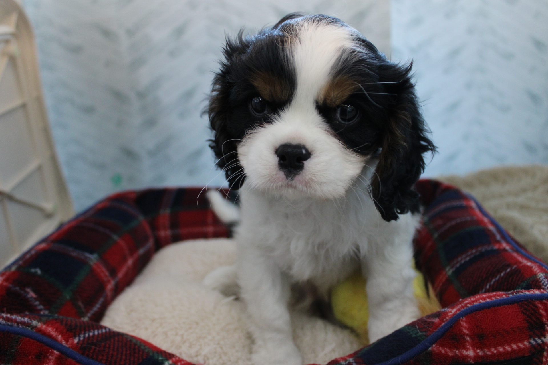 キャバリアキングチャールズスパニエル26-0008