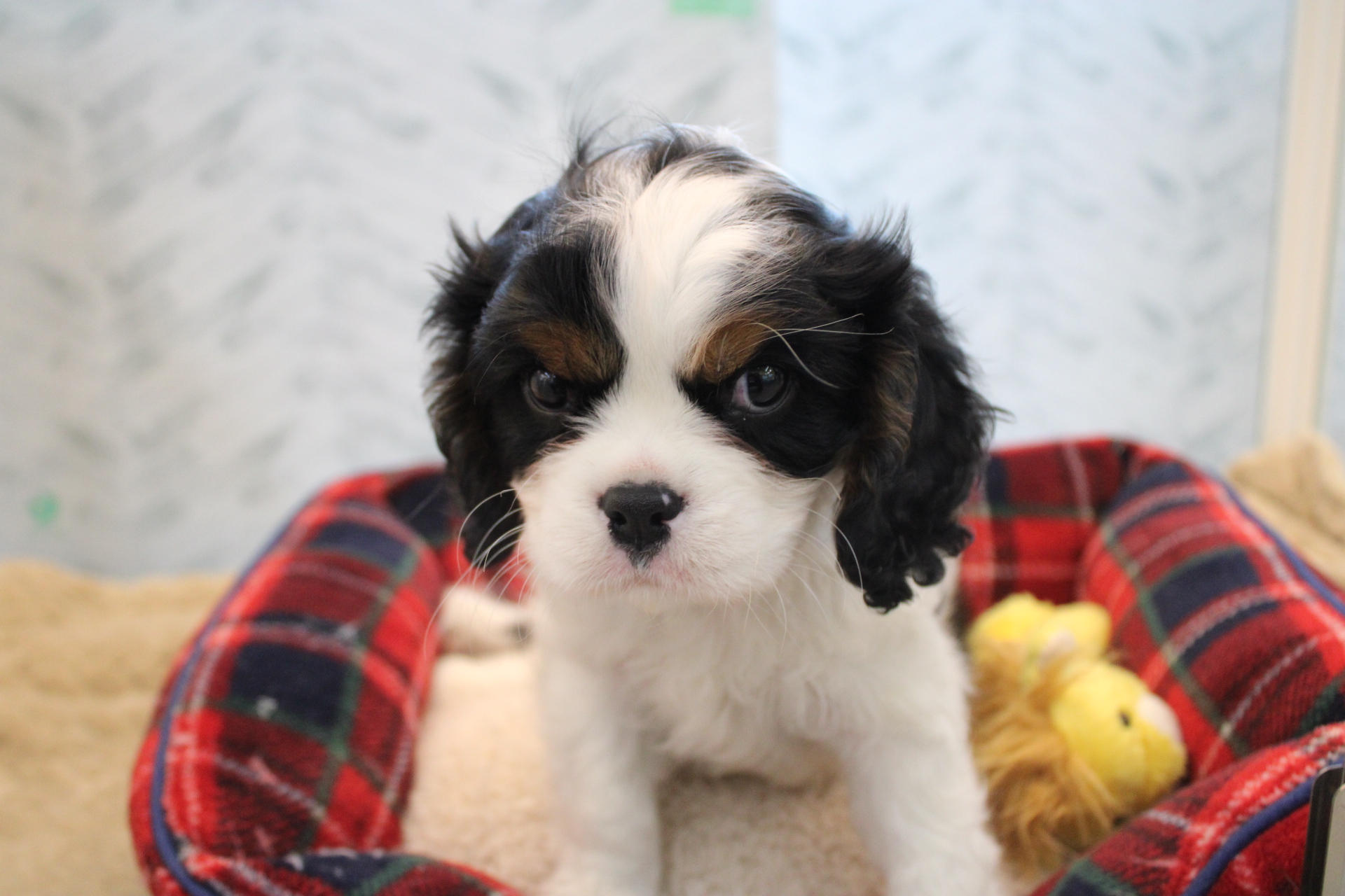 キャバリアキングチャールズスパニエル26-0008