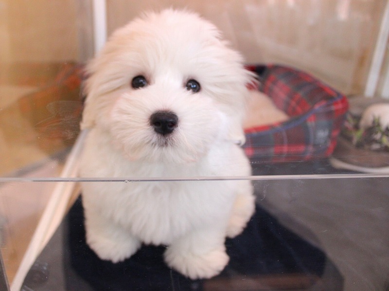 コトンドテュレアール26-0001