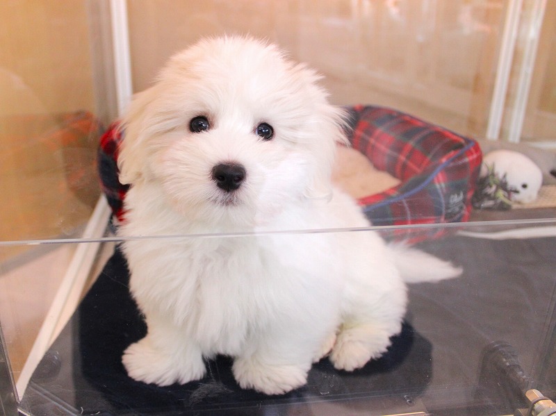 コトンドテュレアール26-0001