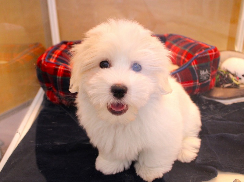 コトンドテュレアール26-0001