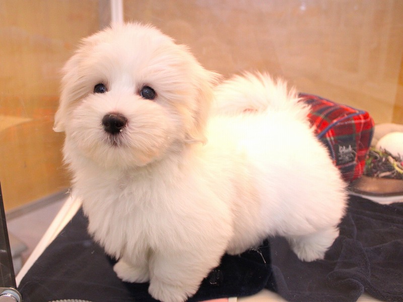 コトンドテュレアール26-0001