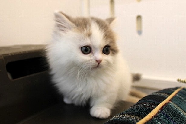 ミヌエット26-0079