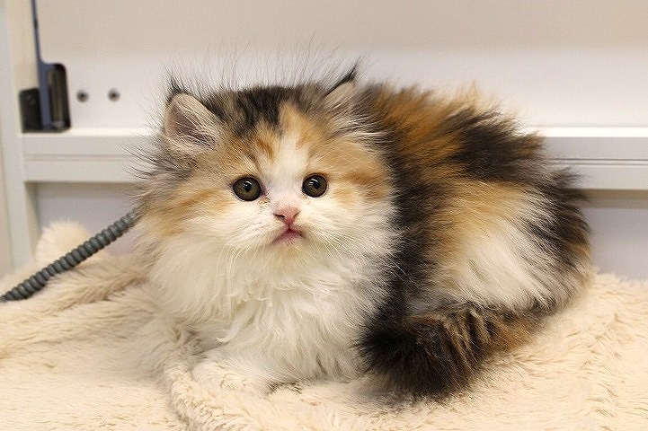 ミヌエット26-0082