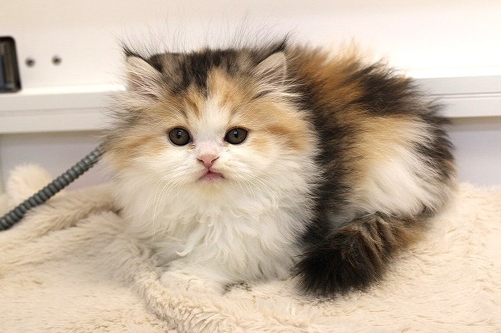 ミヌエット26-0082