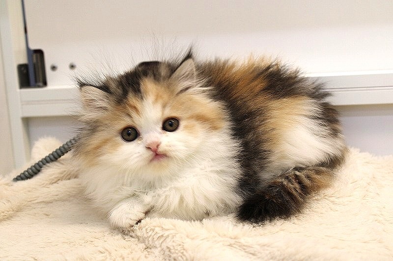 ミヌエット26-0082