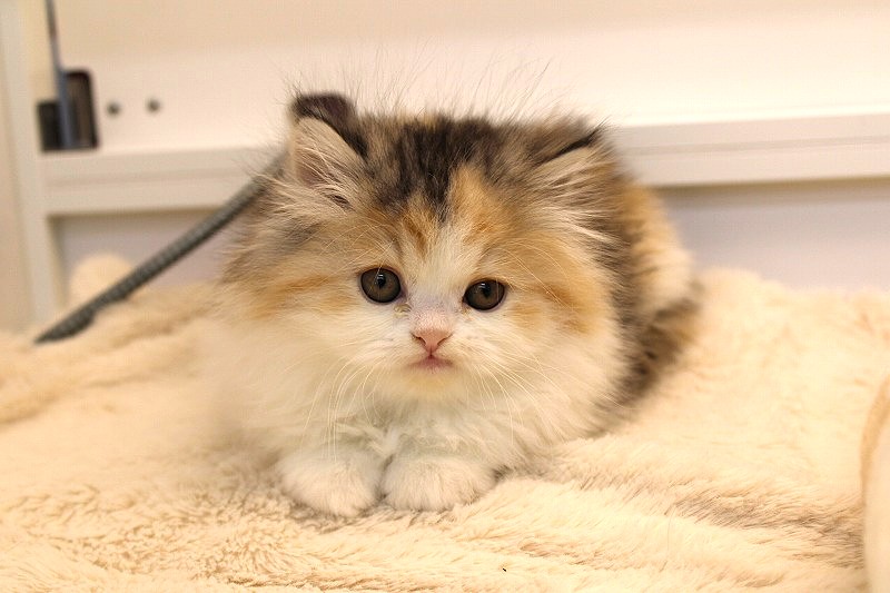 ミヌエット26-0082