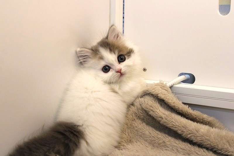 ミヌエット26-0079