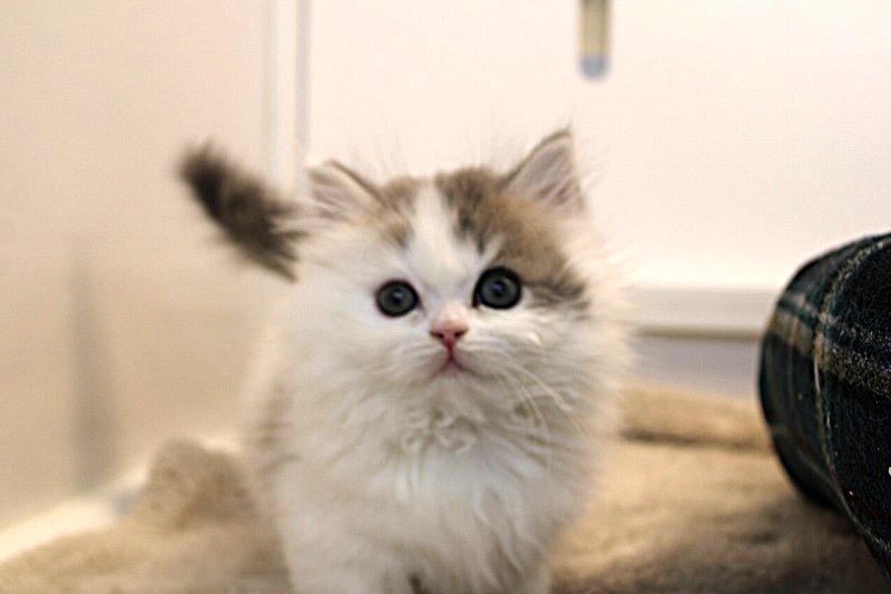 ミヌエット26-0079