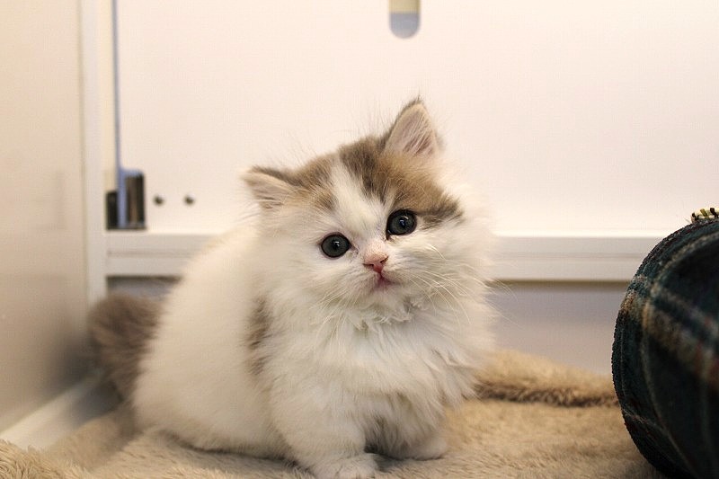 ミヌエット26-0079