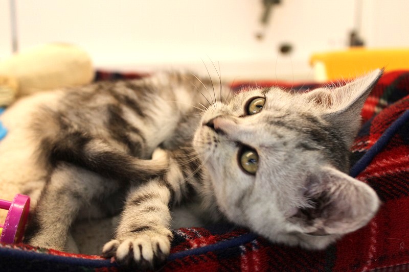 アメリカンショートヘア26-0084