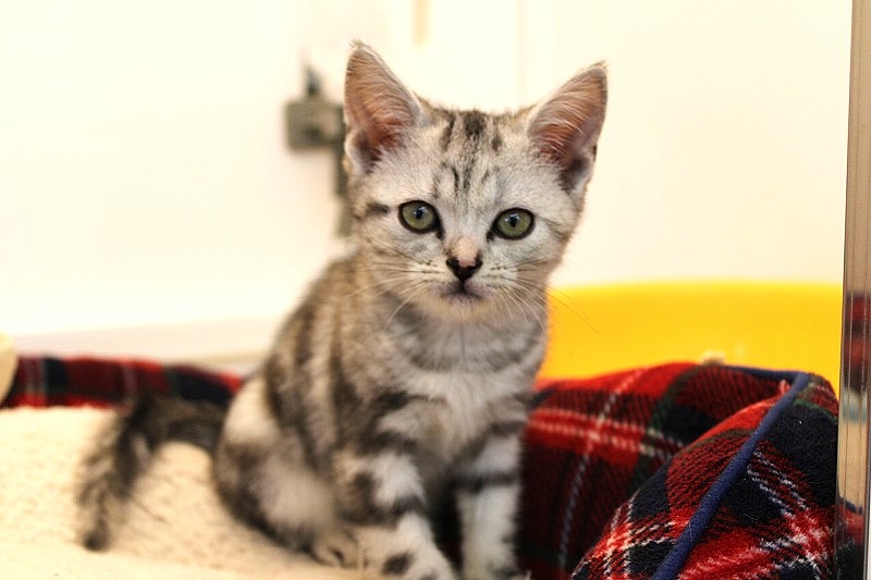 アメリカンショートヘア26-0084