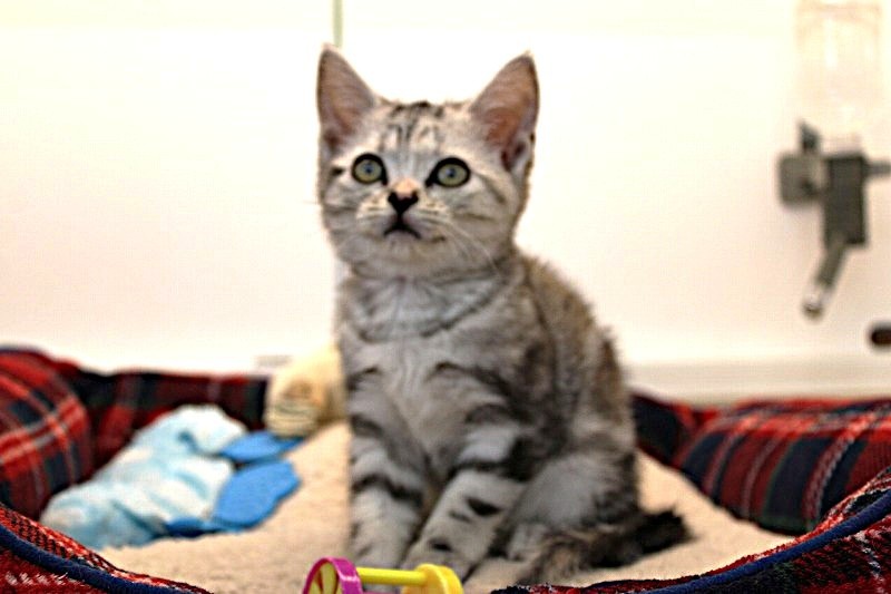 アメリカンショートヘア26-0084