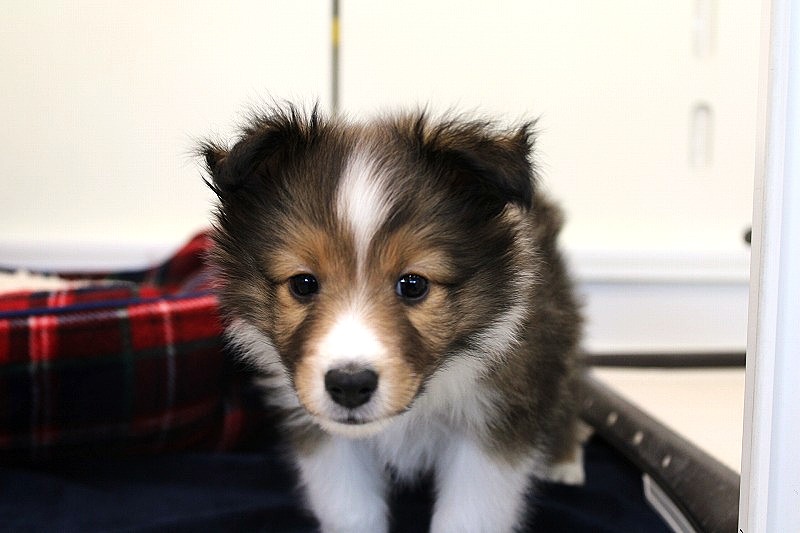 シェットランドシープドッグ26-0067