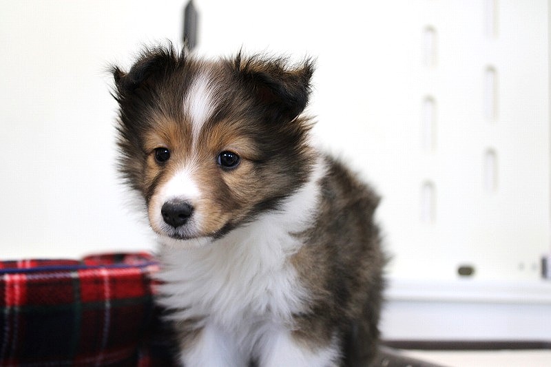 シェットランドシープドッグ26-0067