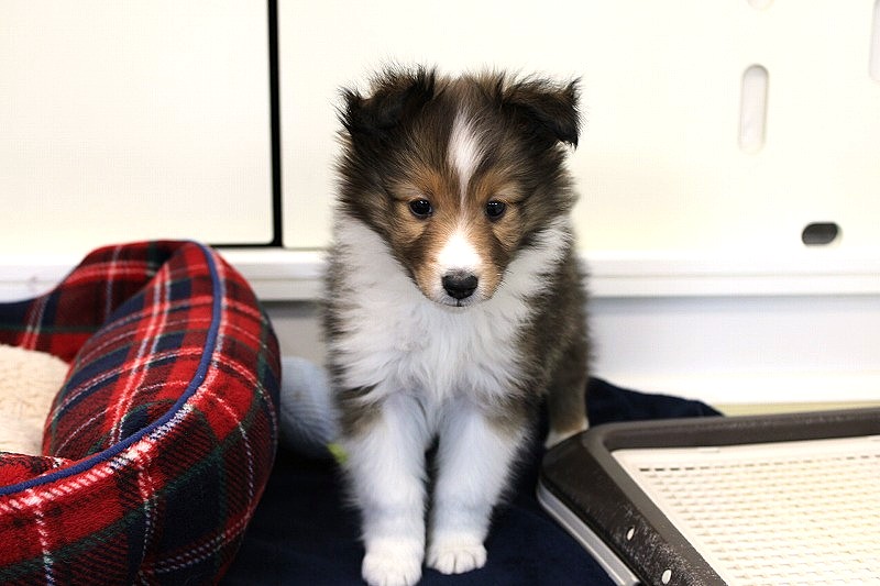 シェットランドシープドッグ26-0067