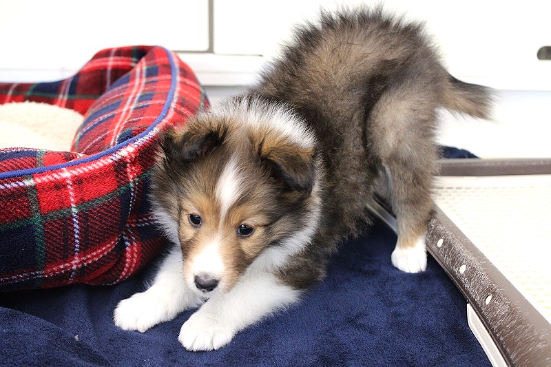 シェットランドシープドッグ26-0067