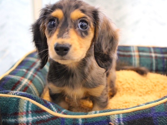 カニンヘンダックス26-0090