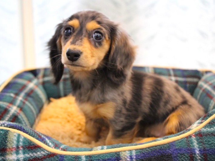 カニンヘンダックス26-0090